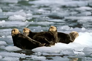 Images Dated 2nd August 2006: North America, USA, Alaska, Prince William Sound, Harriman Fjord. Group of Sea Otters