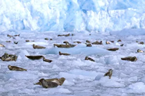 Images Dated 2nd August 2006: North America, USA, Alaska, Prince William Sound, Chenega Glacier. A group of harbor seals