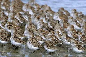Images Dated 2nd August 2006: North America, USA, Alaska, Prince William Sound, Copper River Delta. Flock of Western Sandpipers