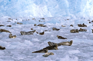 Images Dated 2nd August 2006: North America, USA, Alaska, Prince William Sound, Chenega Glacier. A group of harbor seals
