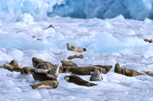 Images Dated 2nd August 2006: North America, USA, Alaska, Prince William Sound, Chenega Glacier. A group of harbor seals