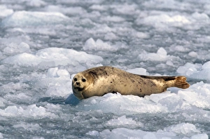 Images Dated 2nd August 2006: North America, USA, Alaska, Prince William Sound, Chenega Glacier. A harbor seal
