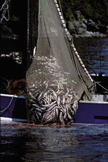 North America, USA, Alaska, Prince William Sound. Purse seiner hauls in a net load