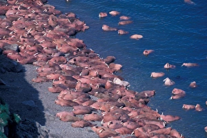 Images Dated 27th January 2005: North America, USA, Alaska, Round Island, Walrus