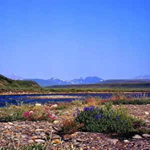 Images Dated 26th October 2009: North America, USA, Alaska, Sadlerochit River and Franklin Mountains, Wildflowers