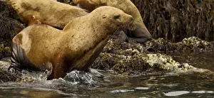 Images Dated 3rd August 2011: North America, USA, Alaska, Sea Island haulout near Admiralty Island, Steller sea lion