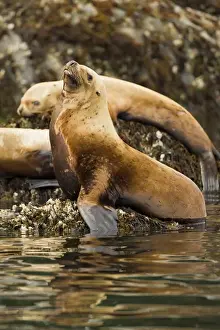North America, USA, Alaska, Sea Island haulout near Admiralty Island, Steller sea lion