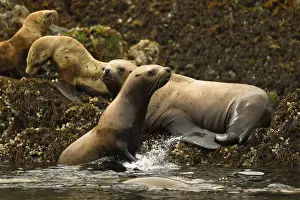 Images Dated 3rd August 2011: North America, USA, Alaska, Sea Island haulout near Admiralty Island, Steller sea lion