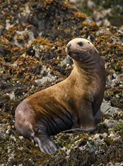 Images Dated 3rd August 2011: North America, USA, Alaska, Sea Island haulout near Admiralty Island, Steller sea lion