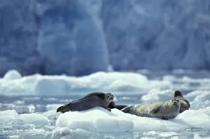 North America, USA, Alaska, South Sawyer Glacier, Tracy Arm, Harbor seals on icebergs
