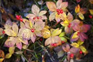 Full Prints: North America; USA; Alaska; Thompson Pass; Autumn Color in the Bunchberries