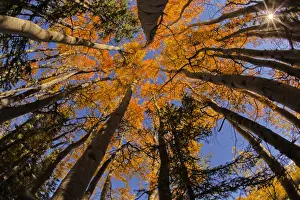Wide Angle Prints: North America; USA; Alaska; View of Aspens looking into Sky