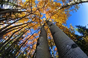 Images Dated 11th September 2010: North America; USA; Alaska; View of Aspens looking into Sky