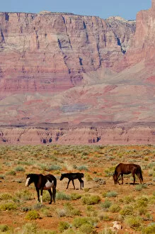 Images Dated 13th October 2006: North America, USA, Arizona, Grand Canyon National Park, North Rim. Vermillion Cliffs