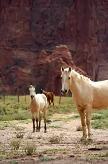 North America, USA, Arizona, Navajo Indian Reservation, Chinle, Canyon de Chelly National Monument