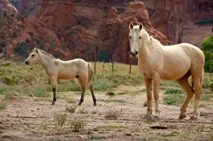Images Dated 8th October 2006: North America, USA, Arizona, Navajo Indian Reservation