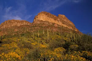 Images Dated 14th June 2005: North America, USA, Arizona, Organ Pipe Cactus National Monument flowering Brittlebrush