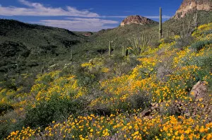 Images Dated 14th June 2005: North America, USA, Arizona, Organ Pipe Cactus National Monument Mexican poppies