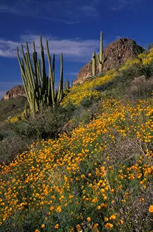 Images Dated 14th June 2005: North America, USA, Arizona, Organ Pipe Cactus National Monument Mexican poppies