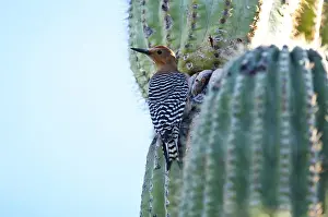 Images Dated 19th February 2015: North America, USA, Arizona, Organ Pipe Cactus National Monument, Gila Woodpecker