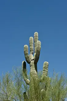 Images Dated 6th August 2014: North America, USA, Arizona, Organ Pipe Cactus National Monument, Sonoran Desert