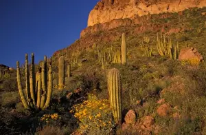 North America, USA, Arizona, Organ Pipe Cactus National Monument, flowering Brittlebrush