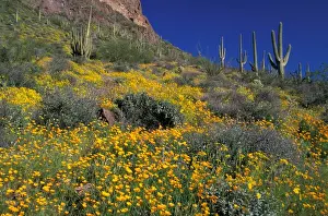 North America, USA, Arizona, Organ Pipe Cactus National Monument flowering Brittlebrush