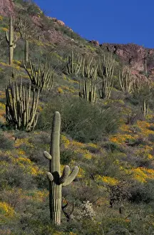 Images Dated 14th June 2005: North America, USA, Arizona, Organ Pipe Cactus National Monument flowering Brittlebrush