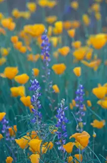 Images Dated 14th June 2005: North America, USA, Arizona, Organ Pipe Cactus National Monument Mexican poppies