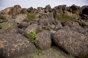 Images Dated 16th February 2009: North America, USA, Arizona, Painted Rock Petroglyph Site
