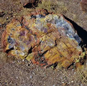 North America, USA, Arizona, Petrified Forest National Park and Painted Desert, Petrified