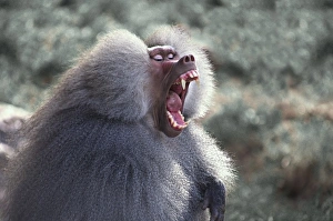 North America, USA, Arizona, Phoenix Zoo. Hamadryas Baboon (Papio hamadryas)
