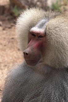 Baboon Prints: North America, USA, Arizona, Phoenix Zoo. Hamadryas Baboon (Papio hamadryas)