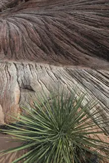Geological Formation Prints: North America, USA, Arizona. Sandstone layers with yucca (Yucca valida) at Vermillion