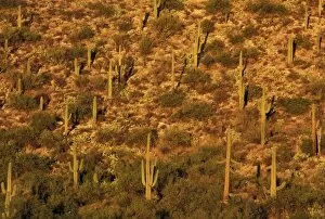 Images Dated 30th August 2007: North America, USA, Arizona, Sonoran Desert National Park. Saguaro Cactus (Carnegia
