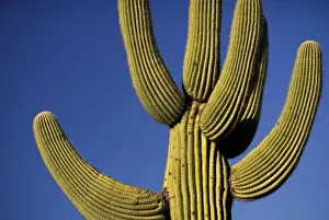 Images Dated 30th August 2007: North America, USA, Arizona, Sonoran Desert National Park. Saguaro Cactus (Carnegia