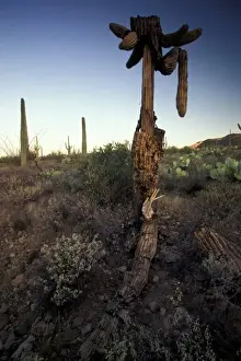 Sauaro Cactus Prints: North America, USA, Arizona, Sonoran Desert National Park. Dead saguaro cactus (Carnegia