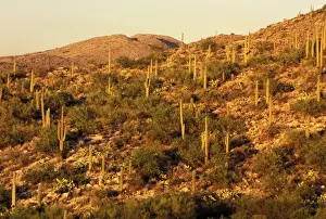Images Dated 30th August 2007: North America, USA, Arizona, Sonoran Desert National Park. Saguaro Cactus (Carnegia