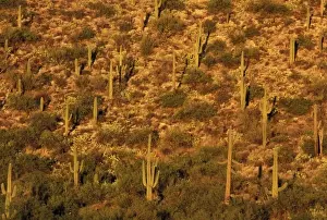Images Dated 30th August 2007: North America, USA, Arizona, Sonoran Desert National Park. Saguaro Cactus (Carnegia