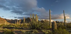 North America, USA, Arizona. Sunset over desert habitat, Organ Pipe Cactus National Monument