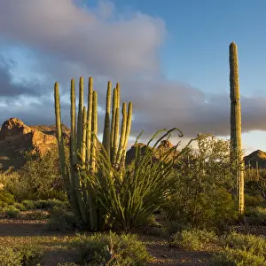 North America, USA, Arizona. Sunset over desert habitat, Organ Pipe Cactus National Monument