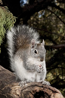 North America, USA, Arizona, SW, Arizona Gray Squirrel, Sciurus arizonensis, eating