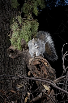 Joe Mcdonald Prints: North America, USA, Arizona, SW, Arizona, Arizona Gray Squirrel, Sciurus arizonensis