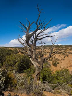 National Prints: North America, USA, Arizona Tsegi, Navajo National Monument Gnarled Tree On Sandal Trail