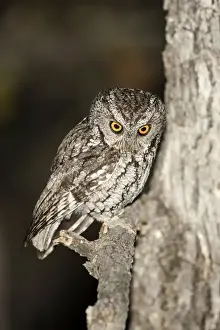Joe Mcdonald Prints: North America, USA, Arizona, Whiskered Screech-Owl, Megascops trichopsis, bird of prey