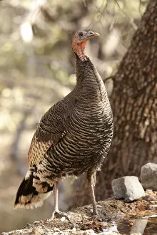 Images Dated 19th April 2007: North America, USA, Arizona, Wild Turkey, Meleagris gallopavo, SW Subspecies