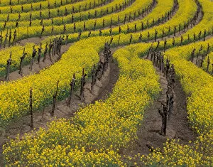 North America, USA, CA, Carneros winery spring bloom of mustard between grape