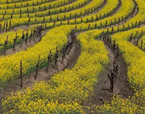 Grape Vine Prints: North America, USA, CA, Carneros winery spring bloom of mustard between grape