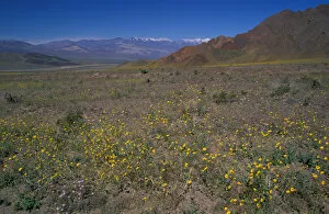Images Dated 14th June 2005: North America, USA, Califorinia, Death Valley National Park, Desert Gold wildflowers