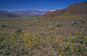 Images Dated 14th June 2005: North America, USA, Califorinia, Death Valley National Park, Desert Gold wildflowers